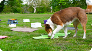 Fostering Resilience in Dogs